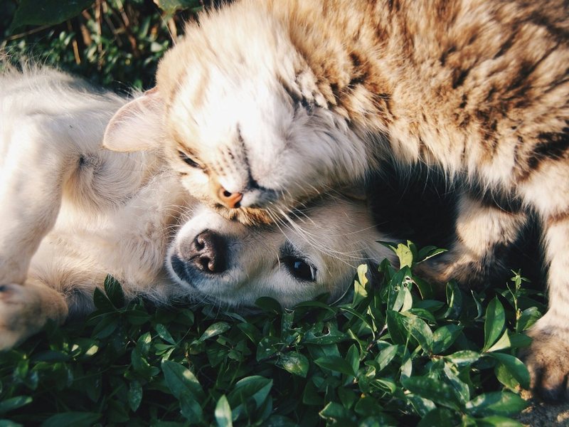 A cat and a dog resting together