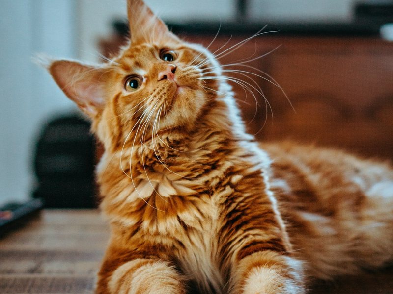 A cat resting on a wooden floor