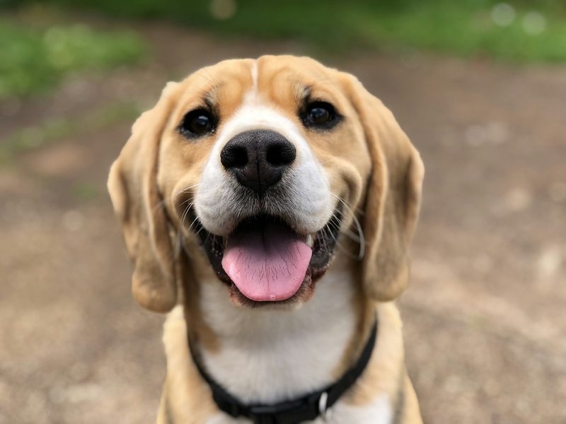 A happy dog outdoors