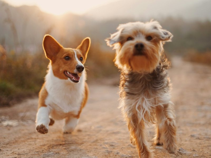 Two dogs running outdoors